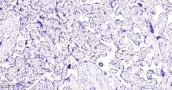 Invitrogen Azurocidin Monoclonal Antibody (6C7) 100 &mu;L | Buy Online | Invitrogen&trade; | Fisher Scientific