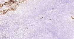 Invitrogen&trade;&nbsp;Azurocidin Monoclonal Antibody (6C7)