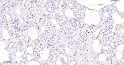 Invitrogen Azurocidin Monoclonal Antibody (6C7) 100 &mu;L | Buy Online | Invitrogen&trade; | Fisher Scientific