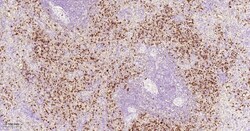 Invitrogen Azurocidin Monoclonal Antibody (6C7) 100 &mu;L | Buy Online | Invitrogen&trade; | Fisher Scientific