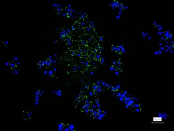 Invitrogen&trade;&nbsp;ZO-1 Recombinant Rabbit Monoclonal Antibody (9E12)