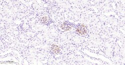 Invitrogen ZO-1 Recombinant Rabbit Monoclonal Antibody (9E12) 100 &mu;L | Buy Online | Invitrogen&trade; | Fisher Scientific