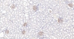 Invitrogen ZO-1 Recombinant Rabbit Monoclonal Antibody (9E12) 100 &mu;L | Buy Online | Invitrogen&trade; | Fisher Scientific