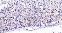 Invitrogen ZO-1 Recombinant Rabbit Monoclonal Antibody (9E12) 100 &mu;L | Buy Online | Invitrogen&trade; | Fisher Scientific