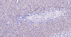 Invitrogen ZO-1 Recombinant Rabbit Monoclonal Antibody (9E12) 100 &mu;L | Buy Online | Invitrogen&trade; | Fisher Scientific