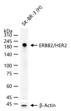 Invitrogen&trade;&nbsp;ErbB2 Monoclonal Antibody (12B9)