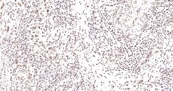 Invitrogen Phospho-JAK2 (Tyr1007, Tyr1008) Recombinant Rabbit Monoclonal Antibody (6E5) 100 &mu;L | Buy Online | Invitrogen&trade; | Fisher Scientific