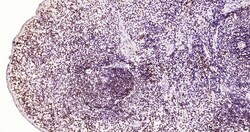 Invitrogen Phospho-JAK2 (Tyr1007, Tyr1008) Recombinant Rabbit Monoclonal Antibody (6E5) 100 &mu;L | Buy Online | Invitrogen&trade; | Fisher Scientific
