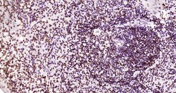 Invitrogen Phospho-JAK2 (Tyr1007, Tyr1008) Recombinant Rabbit Monoclonal Antibody (6E5) 100 &mu;L | Buy Online | Invitrogen&trade; | Fisher Scientific