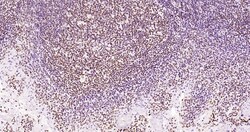 Invitrogen Phospho-JAK2 (Tyr1007, Tyr1008) Recombinant Rabbit Monoclonal Antibody (6E5) 100 &mu;L | Buy Online | Invitrogen&trade; | Fisher Scientific