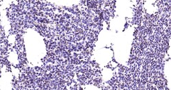 Invitrogen Phospho-JAK2 (Tyr1007, Tyr1008) Recombinant Rabbit Monoclonal Antibody (6E5) 100 &mu;L | Buy Online | Invitrogen&trade; | Fisher Scientific