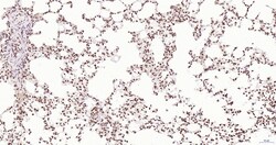 Invitrogen Phospho-JAK2 (Tyr1007, Tyr1008) Recombinant Rabbit Monoclonal Antibody (6E5) 100 &mu;L | Buy Online | Invitrogen&trade; | Fisher Scientific