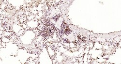 Invitrogen Phospho-JAK2 (Tyr1007, Tyr1008) Recombinant Rabbit Monoclonal Antibody (6E5) 100 &mu;L | Buy Online | Invitrogen&trade; | Fisher Scientific