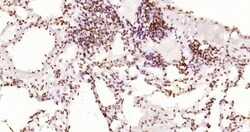 Invitrogen Phospho-JAK2 (Tyr1007, Tyr1008) Recombinant Rabbit Monoclonal Antibody (6E5) 100 &mu;L | Buy Online | Invitrogen&trade; | Fisher Scientific
