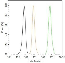 Invitrogen Calreticulin Recombinant Rabbit Monoclonal Antibody (3D1) 100 &mu;L | Buy Online | Invitrogen&trade; | Fisher Scientific