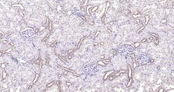 Invitrogen Calreticulin Recombinant Rabbit Monoclonal Antibody (3D1) 100 &mu;L | Buy Online | Invitrogen&trade; | Fisher Scientific