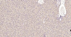 Invitrogen Calreticulin Recombinant Rabbit Monoclonal Antibody (3D1) 100 &mu;L | Buy Online | Invitrogen&trade; | Fisher Scientific