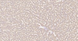 Invitrogen Calreticulin Recombinant Rabbit Monoclonal Antibody (3D1) 100 &mu;L | Buy Online | Invitrogen&trade; | Fisher Scientific