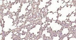 Invitrogen Calreticulin Recombinant Rabbit Monoclonal Antibody (3D1) 100 &mu;L | Buy Online | Invitrogen&trade; | Fisher Scientific