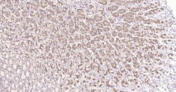 Invitrogen Calreticulin Recombinant Rabbit Monoclonal Antibody (3D1) 100 &mu;L | Buy Online | Invitrogen&trade; | Fisher Scientific