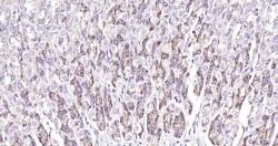Invitrogen Calreticulin Recombinant Rabbit Monoclonal Antibody (3D1) 100 &mu;L | Buy Online | Invitrogen&trade; | Fisher Scientific
