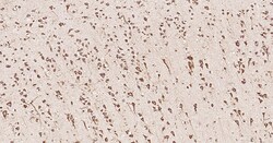 Invitrogen Calreticulin Recombinant Rabbit Monoclonal Antibody (3D1) 100 &mu;L | Buy Online | Invitrogen&trade; | Fisher Scientific