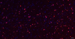 Invitrogen&trade;&nbsp;NMDAR2A Recombinant Rabbit Monoclonal Antibody (3C3)