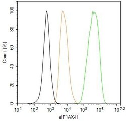 Invitrogen eIF1AX Recombinant Rabbit Monoclonal Antibody (1E8) 100 &mu;L | Buy Online | Invitrogen&trade; | Fisher Scientific