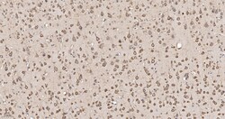 Invitrogen eIF1AX Recombinant Rabbit Monoclonal Antibody (1E8) 100 &mu;L | Buy Online | Invitrogen&trade; | Fisher Scientific