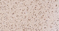 Invitrogen eIF1AX Recombinant Rabbit Monoclonal Antibody (1E8) 100 &mu;L | Buy Online | Invitrogen&trade; | Fisher Scientific
