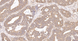 Invitrogen&trade;&nbsp;eIF1AX Recombinant Rabbit Monoclonal Antibody (1E8)