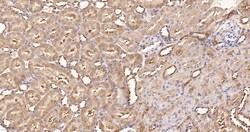 Invitrogen eIF1AX Recombinant Rabbit Monoclonal Antibody (1E8) 100 &mu;L | Buy Online | Invitrogen&trade; | Fisher Scientific