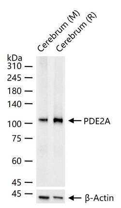 Invitrogen&trade;&nbsp;PDE2A Recombinant Rabbit Monoclonal Antibody (4G10)
