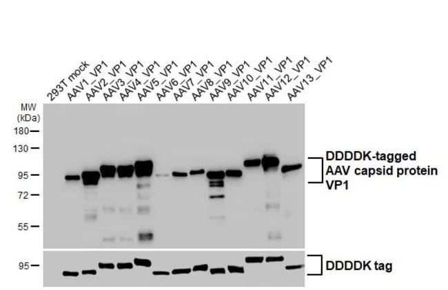 Invitrogen AAV Virus VP1/2/3 Recombinant Rabbit Monoclonal Antibody ...