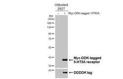 Invitrogen HTR5A Recombinant Rabbit Monoclonal Antibody (HL5019) 100 &mu;L | Buy Online | Invitrogen&trade; | Fisher Scientific