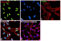 Invitrogen Histone H3 Recombinant Rabbit Monoclonal Antibody (17H2L9),
