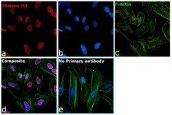 Invitrogen™ Histone H3 Recombinant Rabbit Monoclonal Antibody (17H2L9), Alexa Fluor™ 555