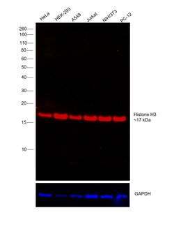 Invitrogen Histone H3 Recombinant Rabbit Monoclonal Antibody (17H2L9),