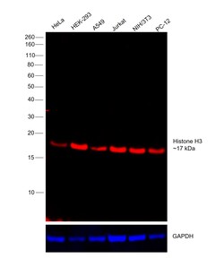 Invitrogen Histone H3 Recombinant Rabbit Monoclonal Antibody (17H2L9),