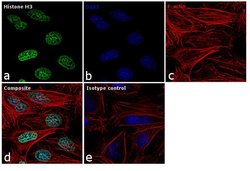 Invitrogen Histone H3 Recombinant Rabbit Monoclonal Antibody (17H2L9),