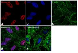 Invitrogen Histone H3 Recombinant Rabbit Monoclonal Antibody (17H2L9),
