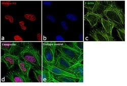 Invitrogen Histone H3 Recombinant Rabbit Monoclonal Antibody (17H2L9),