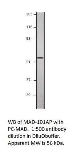 Smad1 Rabbit anti-Drosophila, Polyclonal, FabGennix 200 &mu;L; Unconjugated:Antibodies,
