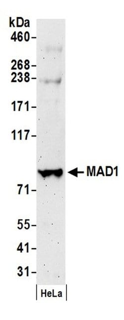 MAD1 Rabbit anti-Human, Polyclonal, Bethyl Laboratories 100 &mu;L; Unconjugated:Antibodies,