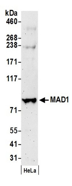 MAD1 Polyclonal Antibody, Bethyl Laboratories 20 &mu;L; Unconjugated:Antibodies,