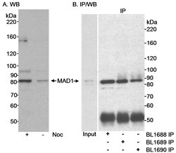 MAD1 Rabbit anti-Human, Polyclonal, Bethyl Laboratories 100 &mu;L; Unconjugated:Antibodies,