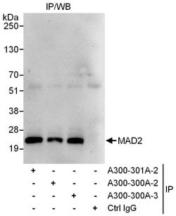 MAD2 Rabbit anti-Human, Polyclonal, Bethyl Laboratories 100 &mu;L; Unconjugated:Antibodies,