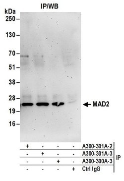 MAD2 Rabbit anti-Human, Mouse, Polyclonal, Bethyl Laboratories 100 &mu;L;
