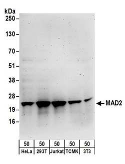 MAD2 Rabbit anti-Human, Mouse, Polyclonal, Bethyl Laboratories 100 &mu;L;