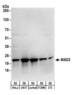 MAD2 Polyclonal Antibody, Bethyl Laboratories:Antibodies:Primary Antibodies